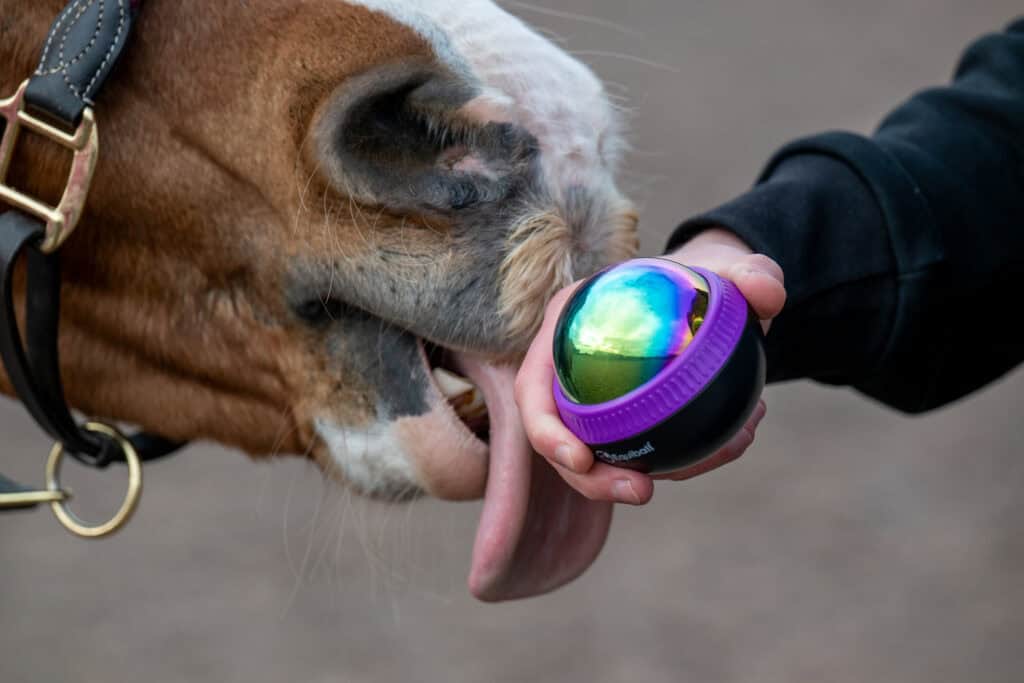 Lens Media Equestrian Photography – Equiball109