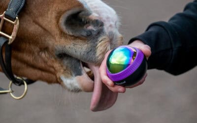 Equiball